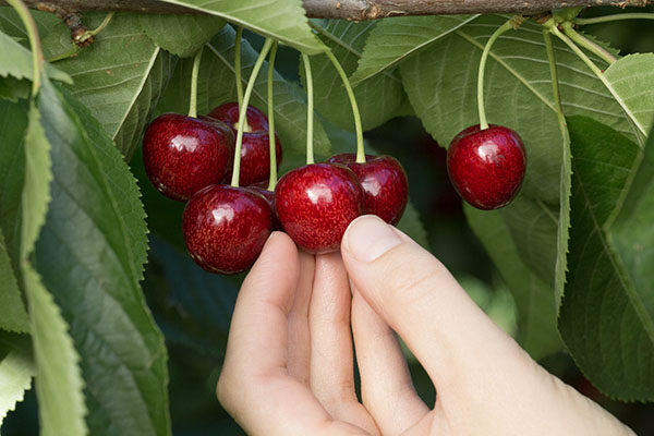 Cherry Facts